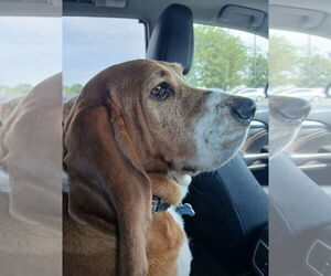 Basset Hound Dogs for adoption in Brookville, OH, USA