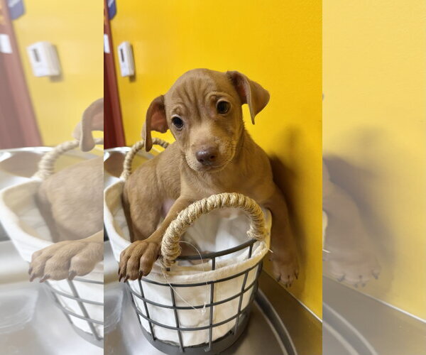 Medium Photo #4 Chihuahua-Unknown Mix Puppy For Sale in Munford, TN, USA