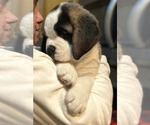 Small #3 Saint Bernard