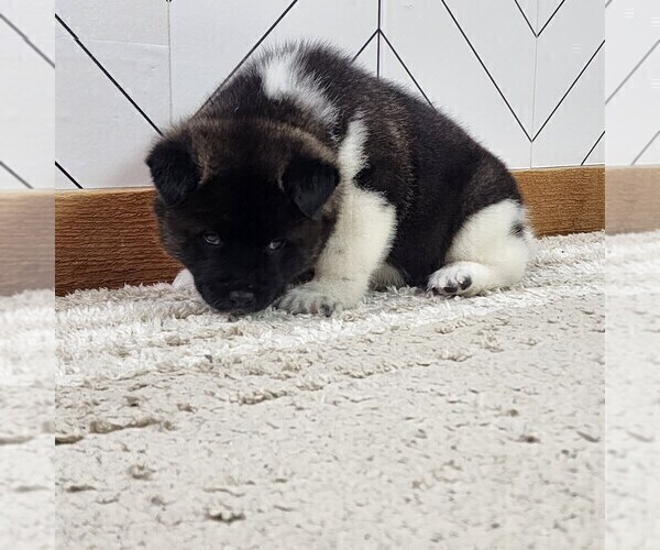 Medium Photo #15 Akita Puppy For Sale in STRAFFORD, MO, USA