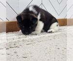 Small Photo #15 Akita Puppy For Sale in STRAFFORD, MO, USA