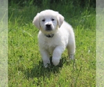 Small Photo #6 English Cream Golden Retriever Puppy For Sale in MARION CENTER, PA, USA