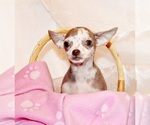 Puppy Dodi Chihuahua