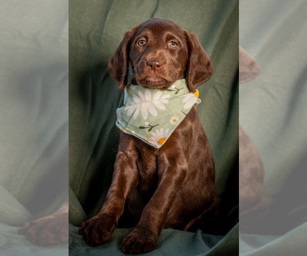 Medium Photo #7 Labradoodle Puppy For Sale in DEEPWATER, MO, USA