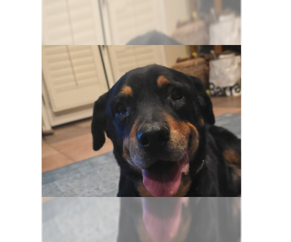 Medium Photo #8 Rottweiler Puppy For Sale in Gilbert, AZ, USA