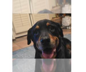Lillie - Female Rottweiler Dog for Adoption - Photo #8