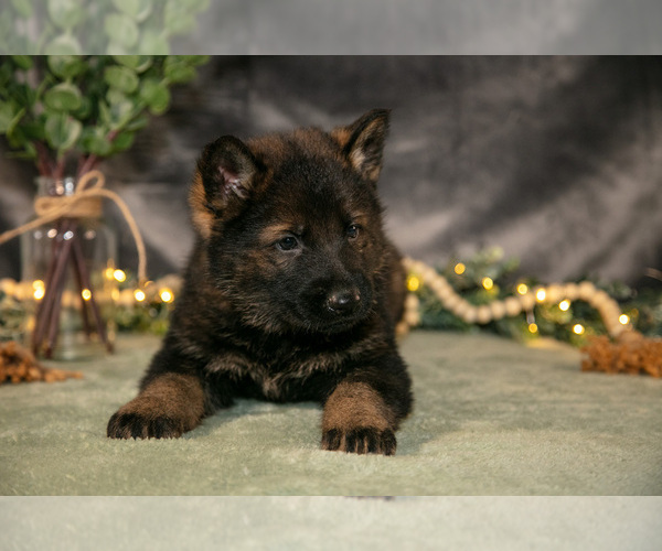 Medium Photo #7 German Shepherd Dog Puppy For Sale in SHIPSHEWANA, IN, USA