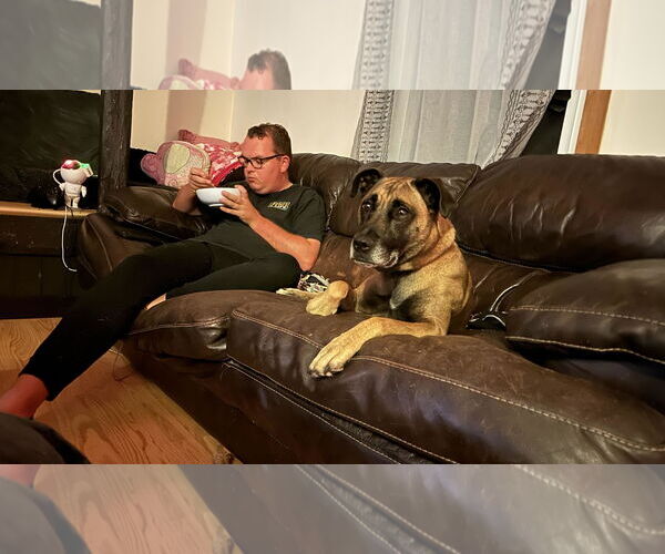 Medium Photo #4 American Pit Bull Terrier-Mountain Cur Mix Puppy For Sale in Catasauqua, PA, USA