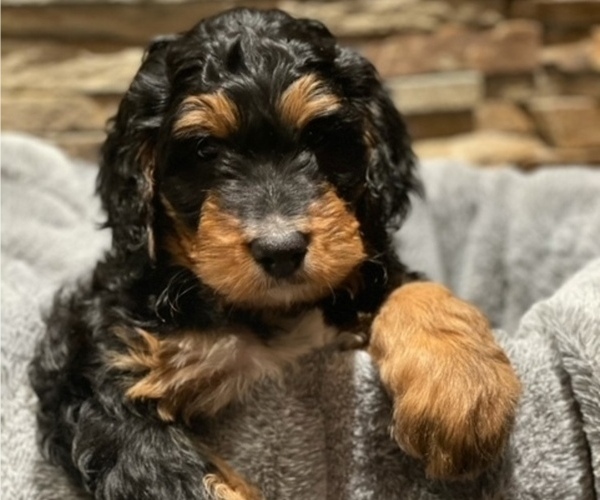 Medium Photo #2 Bernedoodle Puppy For Sale in NEW LENOX, IL, USA