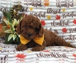 Small Photo #11 Cavapoo-Poodle (Miniature) Mix Puppy For Sale in LAKELAND, FL, USA