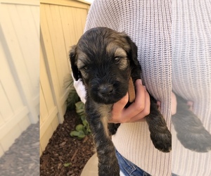 Whoodle Puppy for sale in CARLSBAD, CA, USA