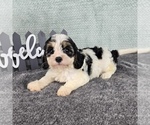 Small #2 Cavapoo