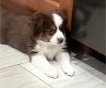 Small #4 Miniature Australian Shepherd