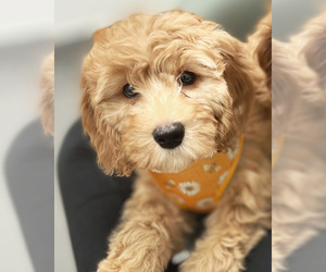 Goldendoodle (Miniature) Puppy for sale in NAPLES, FL, USA