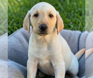 Labrador Retriever-Unknown Mix Dogs for adoption in San Diego, CA, USA