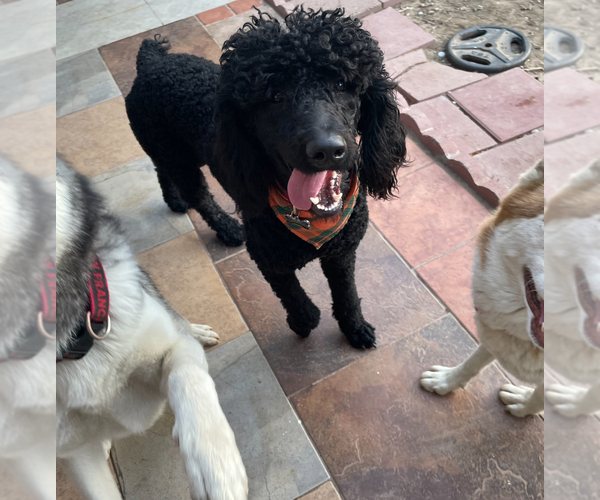Medium Photo #1 Poodle (Standard) Puppy For Sale in EXETER, CA, USA