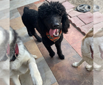 Small Photo #1 Poodle (Standard) Puppy For Sale in EXETER, CA, USA