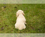 Small Photo #14 Dachshund Puppy For Sale in MILFORD, IN, USA