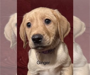 Labrador Retriever Puppy for Sale in SPOTSYLVANIA, Virginia USA