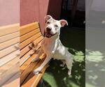 Small American Pit Bull Terrier Mix