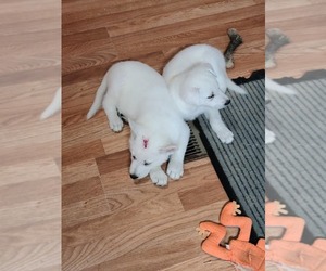 German Shepherd Dog Puppy for sale in CECILIA, KY, USA