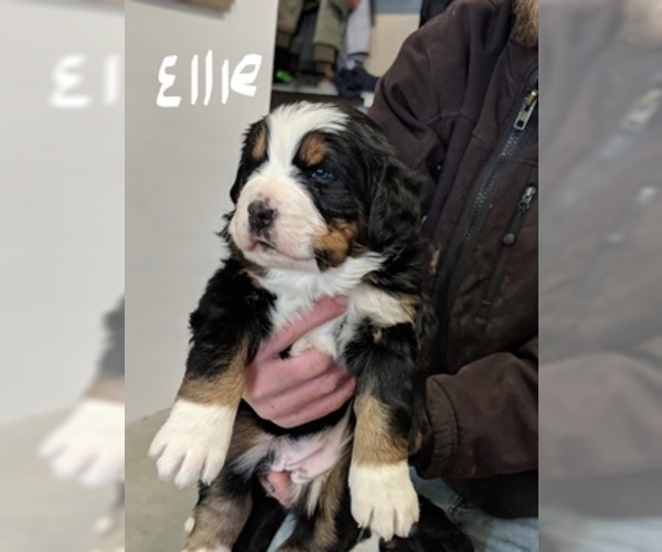 Medium Photo #8 Bernese Mountain Dog Puppy For Sale in BONNERS FERRY, ID, USA