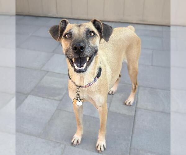 Medium Photo #8 Mutt Puppy For Sale in San Diego, CA, USA