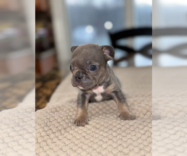 Medium Photo #4 French Bulldog Puppy For Sale in HILTON, NY, USA
