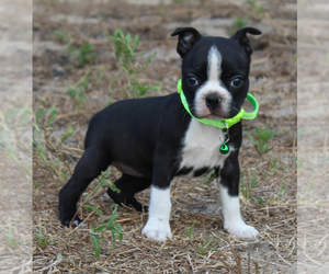 Boston Terrier Puppy for sale in BROOKSVILLE, FL, USA