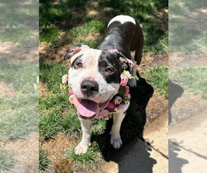 Clarabelle - Female American Pit Bull Terrier-Unknown Mix Dog for Adoption - Photo #3