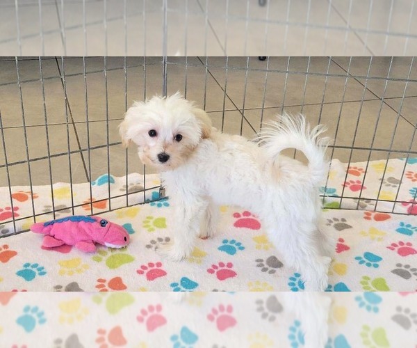 Medium Photo #4 Maltipoo (Toy) Puppy For Sale in ORO VALLEY, AZ, USA