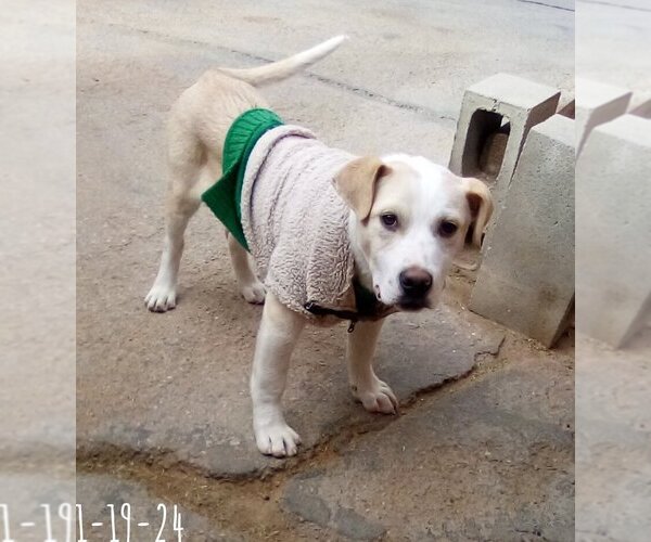 Medium Photo #3 Labrador Retriever-Unknown Mix Puppy For Sale in Apple Valley, CA, USA