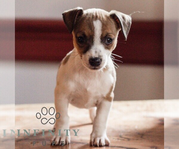 Medium Photo #3 Jack Russell Terrier Puppy For Sale in EAST EARL, PA, USA