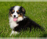 Puppy Sapphire Miniature Australian Shepherd