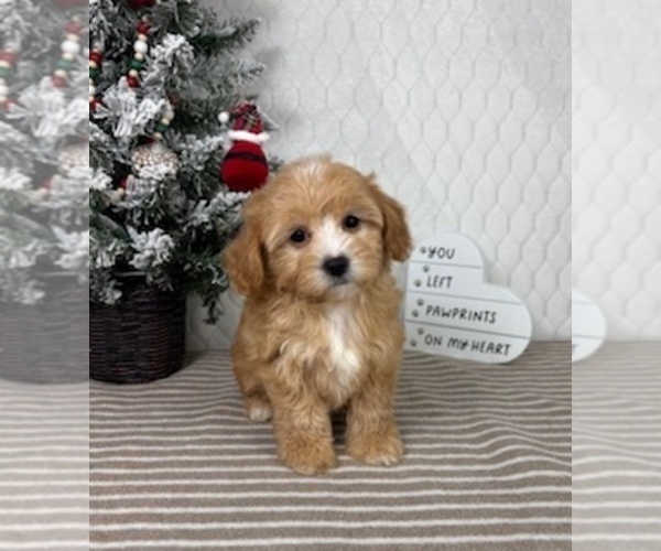 Medium Photo #1 Cavapoo (Miniature) Puppy For Sale in GREENFIELD, IN, USA
