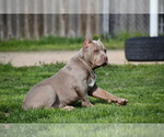 Small Photo #5 American Bully Puppy For Sale in BOLIVAR, MO, USA