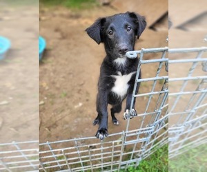 English Shepherd Puppy for sale in SCHUYLERVILLE, NY, USA