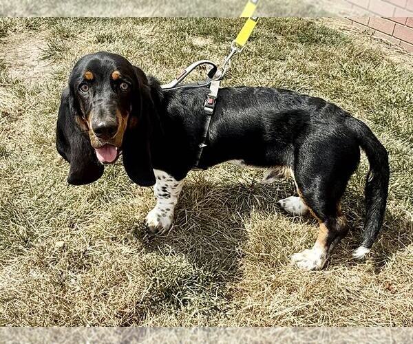 Medium Photo #2 Basset Hound Puppy For Sale in Lee's Summit, MO, USA
