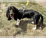 Small #1 Basset Hound