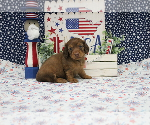 Dachshund Puppy for sale in CHANUTE, KS, USA