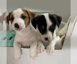 Small Photo #6 Jack Russell Terrier Puppy For Sale in HAYMARKET, VA, USA