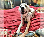Wizard - Male Border Collie Dog for Adoption - Small photo