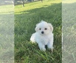 Small #5 Maltese