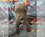 Puppy Puppy 5 Cane Corso