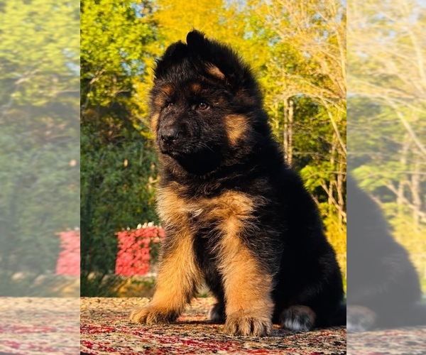 Medium Photo #2 German Shepherd Dog Puppy For Sale in GADSDEN, AL, USA