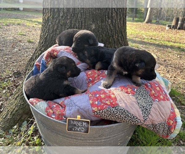 Medium Photo #1 German Shepherd Dog Puppy For Sale in SEAGROVE, NC, USA