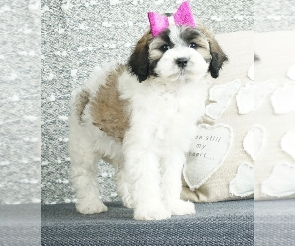 Medium Photo #2 Zuchon Puppy For Sale in WARSAW, IN, USA