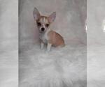 Small Photo #1 Chihuahua Puppy For Sale in INDIANAPOLIS, IN, USA
