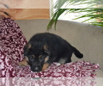 Small #3 German Shepherd Dog