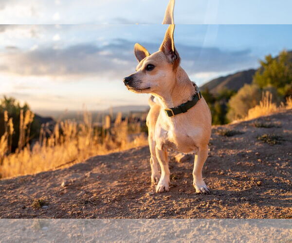 Medium Photo #9 Chihuahua Puppy For Sale in Sandy, UT, USA